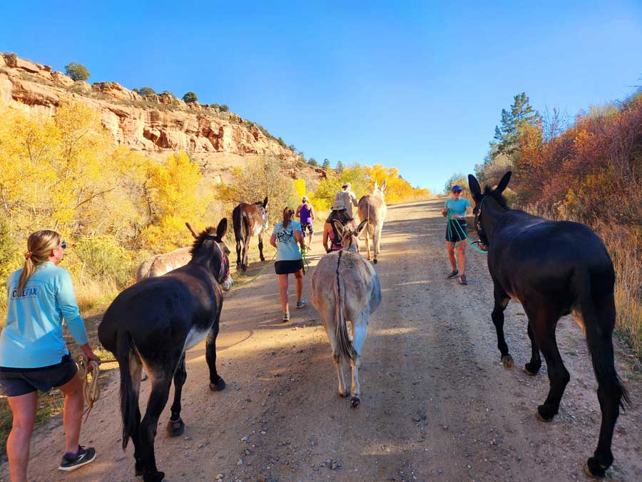 Participants walking with different donkeys
