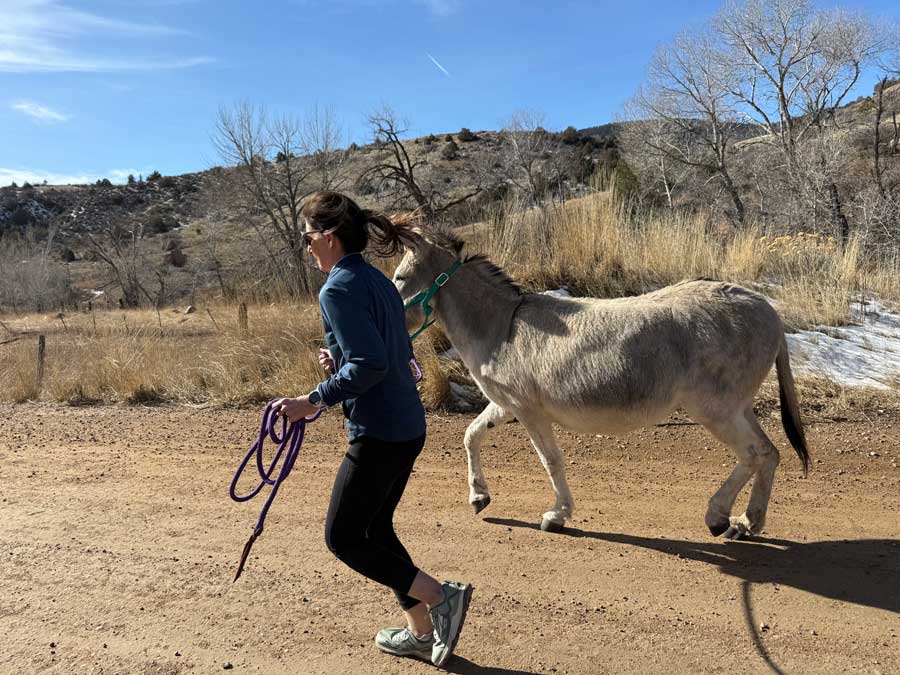 Running with donkeys