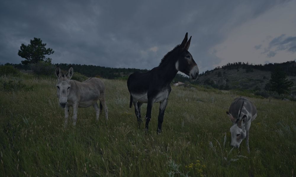 three donkeys in a field