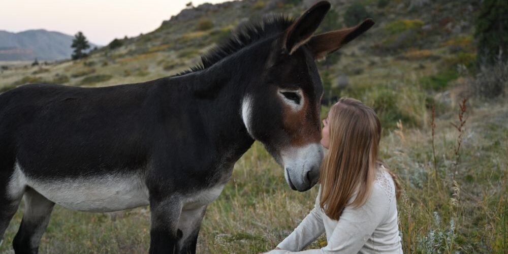 donkey with human